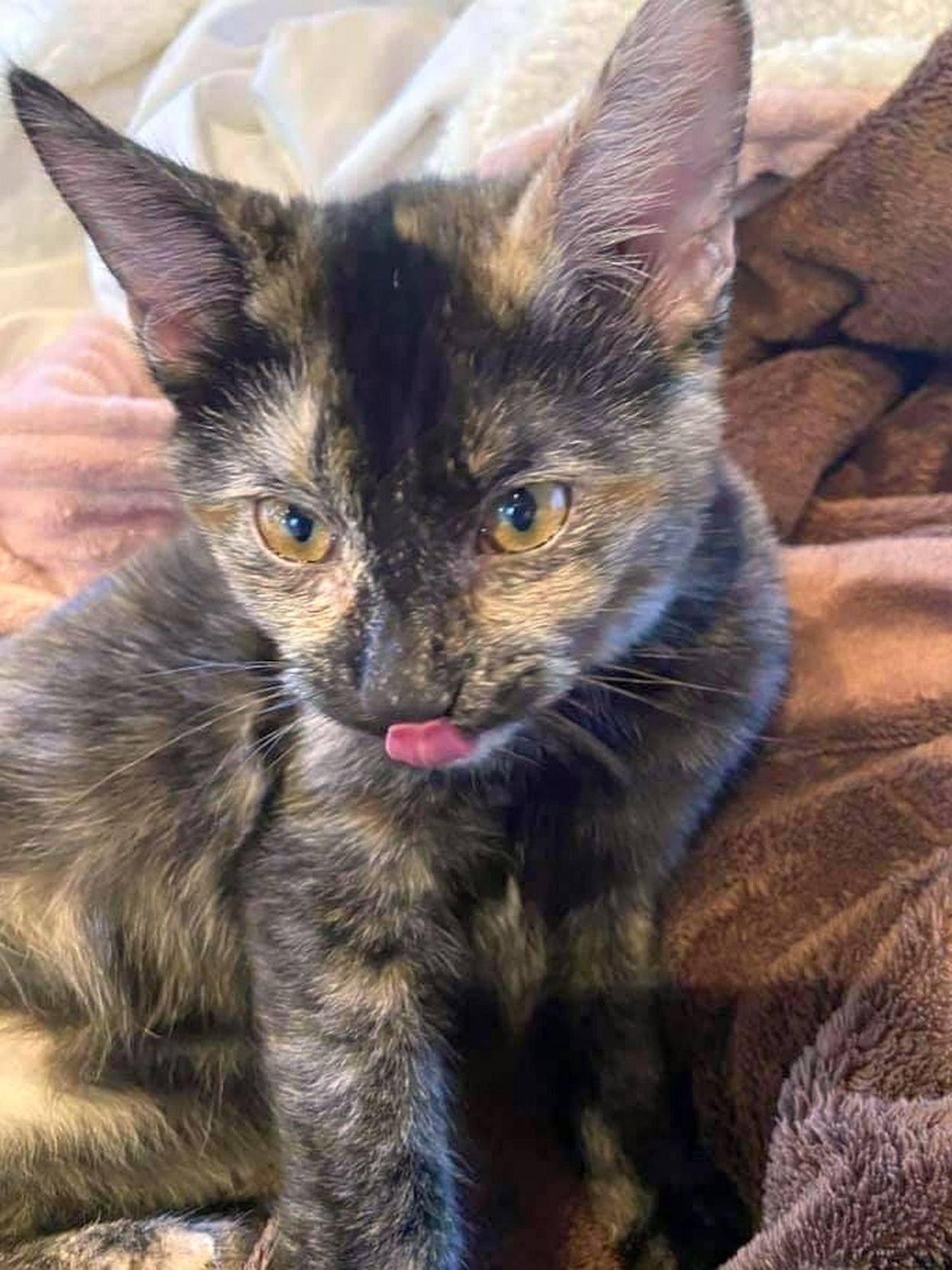 Adopt a Pet | Mocha